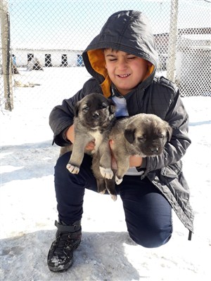 yavru köpek dünyası yavru satışları fiyatları