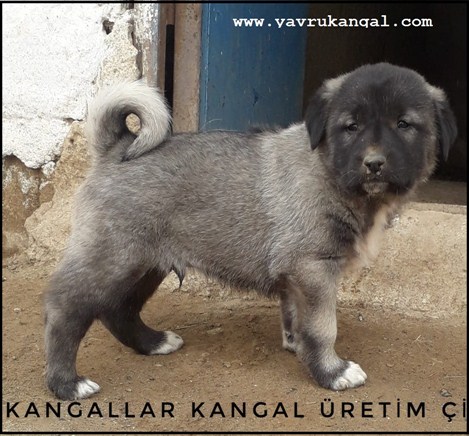 yavru kangal sahiplendirme