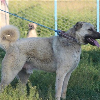kangal köpeği al