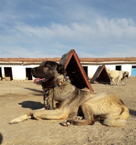 ucuz erkek kangal köpek satışı