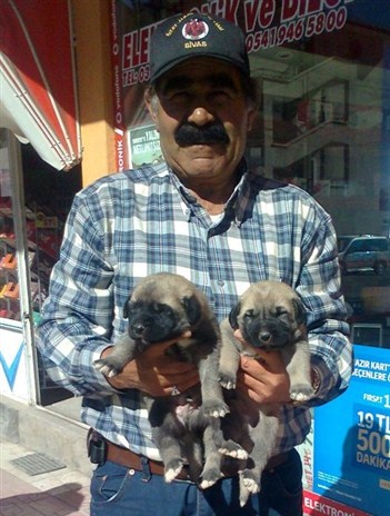 Kangal köpekleri Altınyayla kangal çiftliği