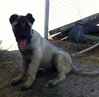 sitemizdeki ücretsiz kangal yavrusu ilanları