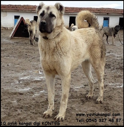 10 aylık kangal fiyatları 2020