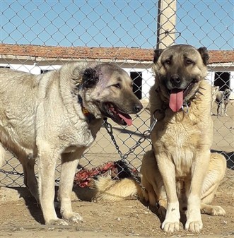 satılık kurt boğan kangal köpekleri