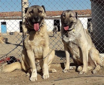 kangal ve kurt
