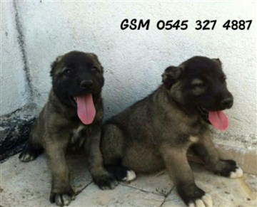 Kangal yavruları fiyatları