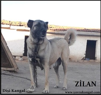 Satılık dişi kangal köpekleri