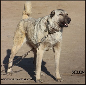 Sürü köpeği fiyatları