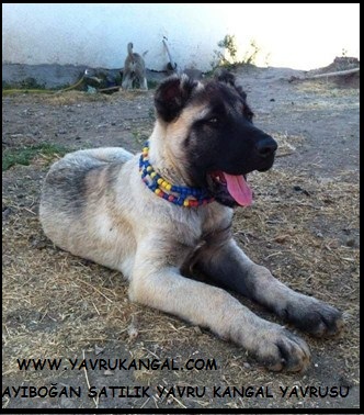 panter kangal fiyatları