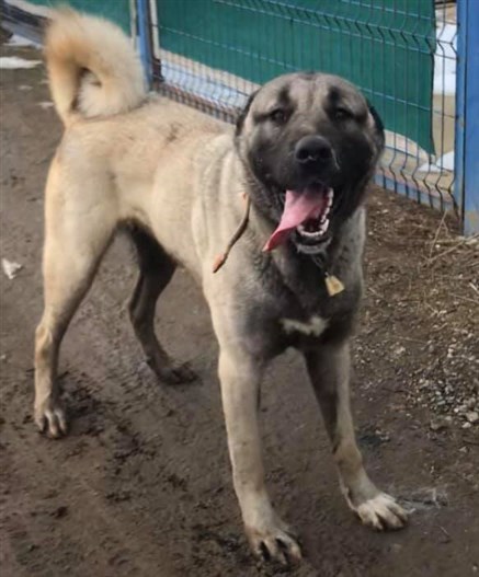 ayıboğan damızlık kangal