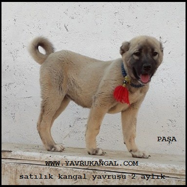  kangal yavru köpek satışları