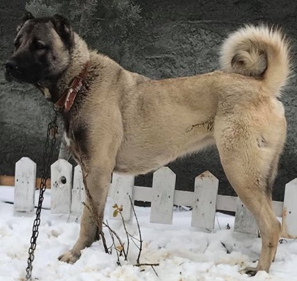 damızlık kangal fiyatları 2021