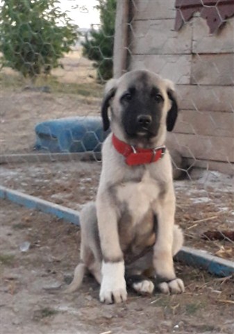 satılık yavru kangallar