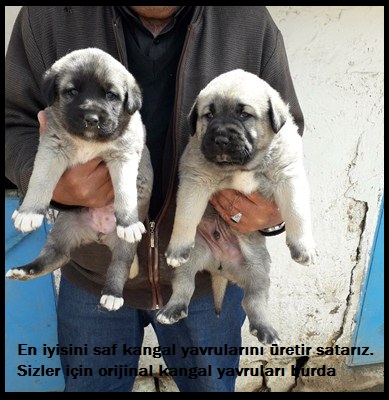 Kangal çiftliği yavru satışları