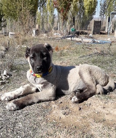 satılık kangal ucuz 