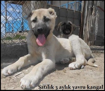 3 aylık kangal yavrusu fiyatları güncel