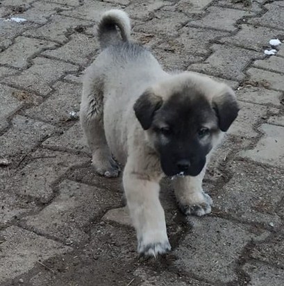 ayıboğan satılık kangal köpek
