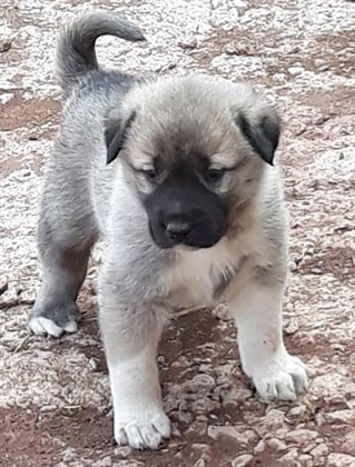 yavru kangal satış 