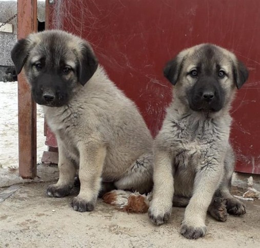 kangal yavruları resimleri