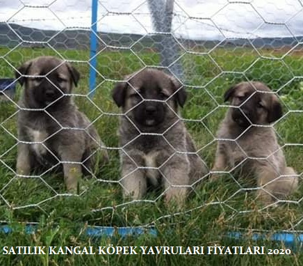SATILIK KANGAL KÖPEKLERİ FİYATLARI 