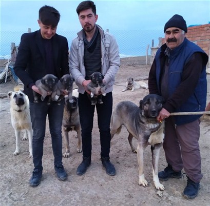 Muzaffer Taşdelen kangal köpekleri