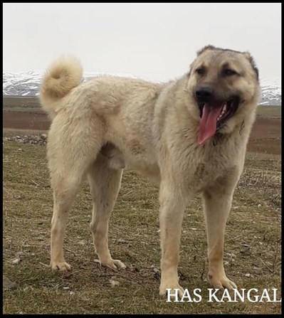 satılık erkek damızlık kangal köpeği sivas